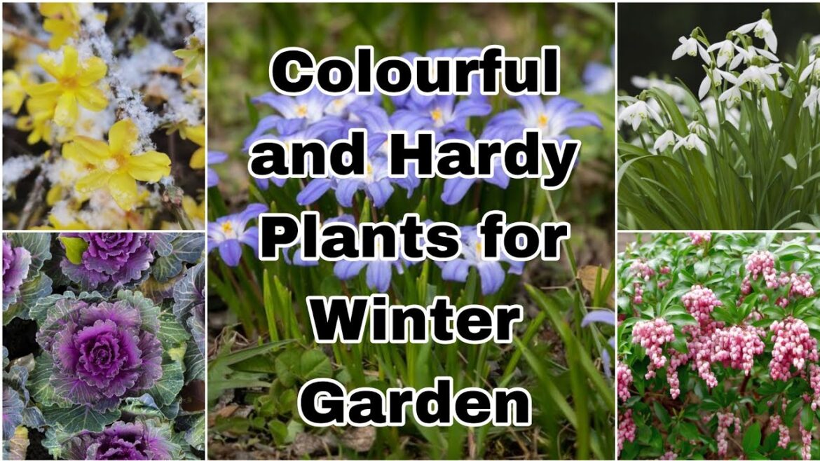15  Colourful and Hardy Plants for Winter Garden 15  Colourful and Hardy Plants for Winter Garden