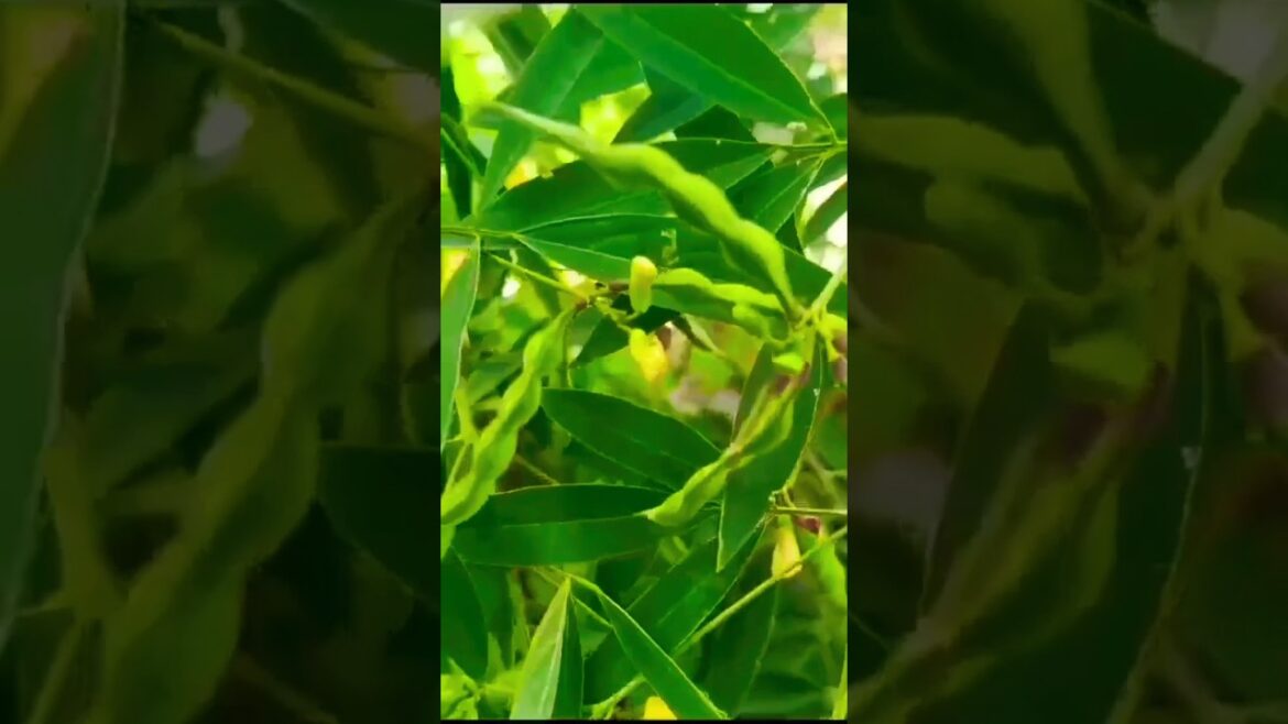 Toor dal plant/pigeon pea#good source of protein#edible beans#ytshorts Toor dal plant/pigeon pea#good source of protein#edible beans#ytshorts