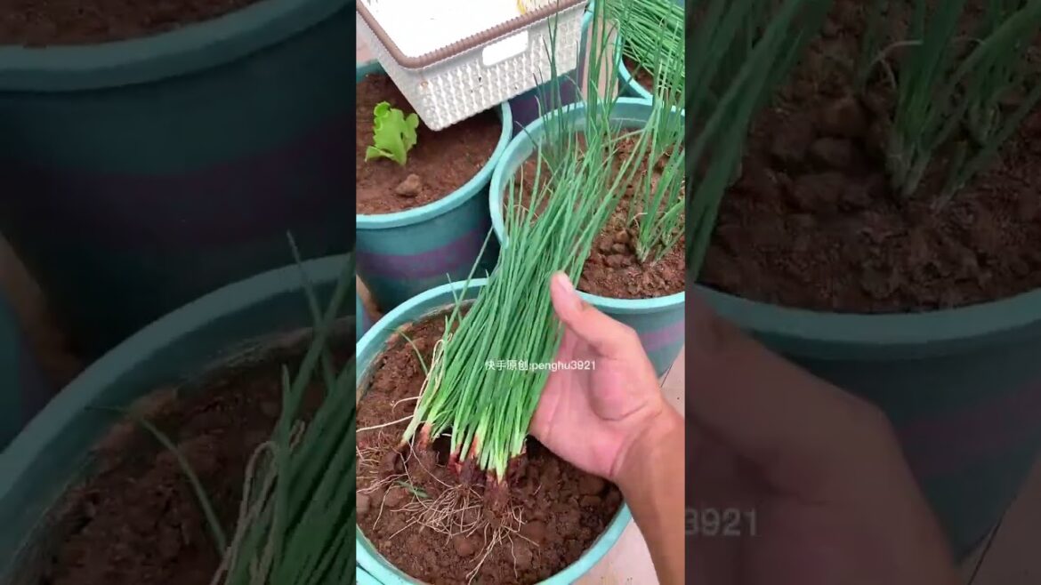 how to  gardening tips vlog at home/ happiness life #gardentips #short