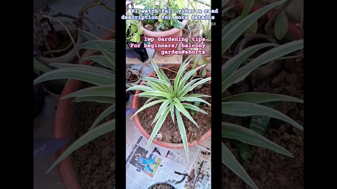 Garden Cleaning Tips/बागवानी के टिप्स #shorts#gardeningideasforbeginners#happygardening#gardenup 🌿🌿 Garden Cleaning Tips/बागवानी के टिप्स #shorts#gardeningideasforbeginners#happygardening#gardenup 🌿🌿