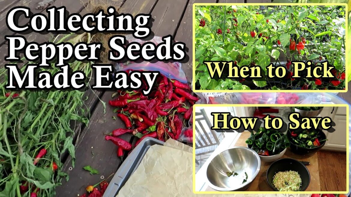 Gary Pilarchik: How to Save Pepper Seeds including Ghost, Reaper, & Scorpion Super Hots: Don’t Burn Your Eyes Out! How to Save Pepper Seeds including Ghost, Reaper, & Scorpion Super Hots: Don't Burn Your Eyes Out!
