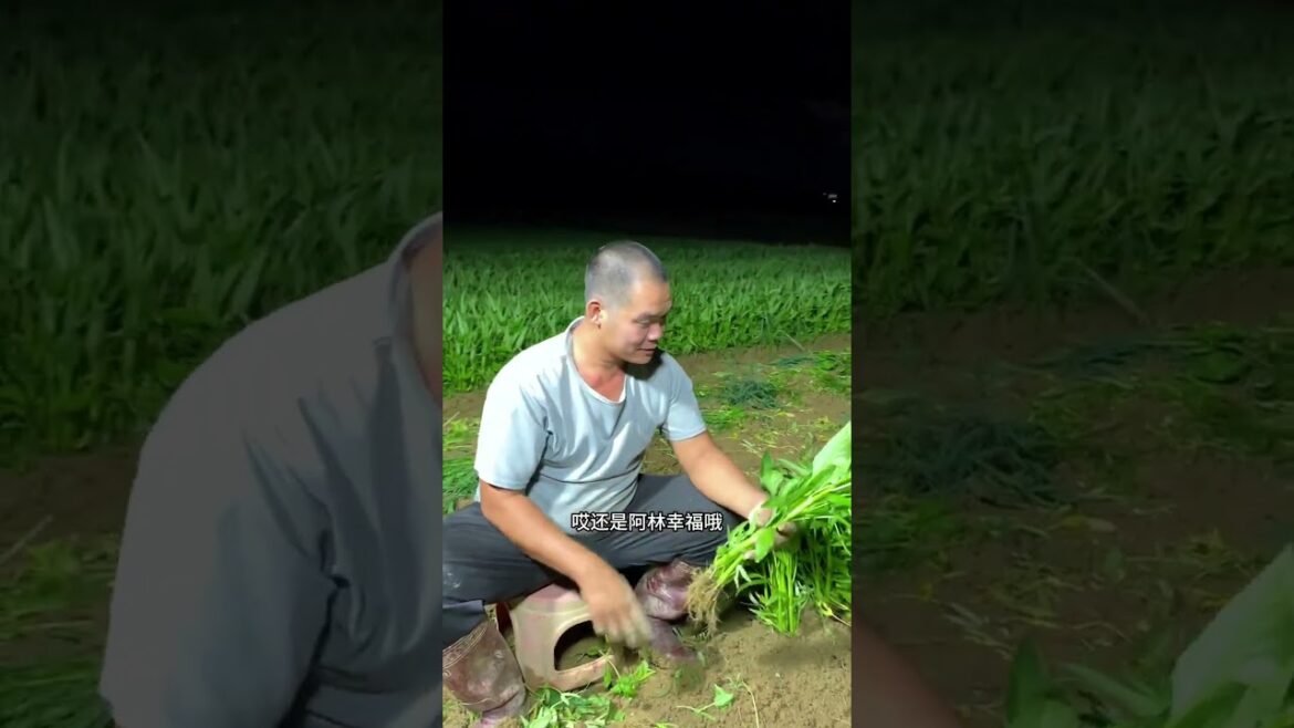 how to  gardening tips vlog at home/ happiness life #gardentips #short how to  gardening tips vlog at home/ happiness life #gardentips #short