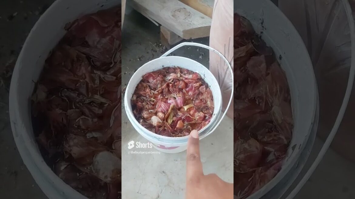 #onionpeel #homemadecompst  #homeplants #containergardening #gardening #viral #aloe #flowergardening