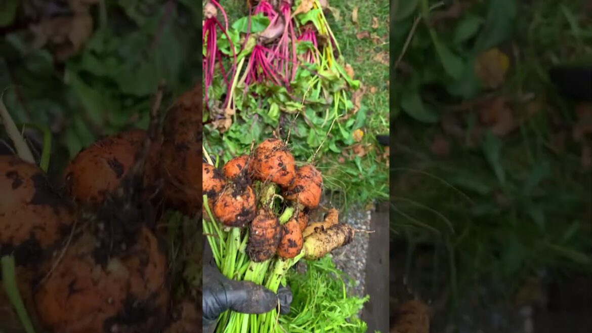 When you're growing beets, DON'T DO WHAT I DID!