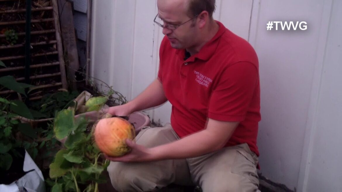 Growing Pumpkins In Containers Quick Tip The Wisconsin Vegetable Gardener Growing Pumpkins In Containers Quick Tip The Wisconsin Vegetable Gardener