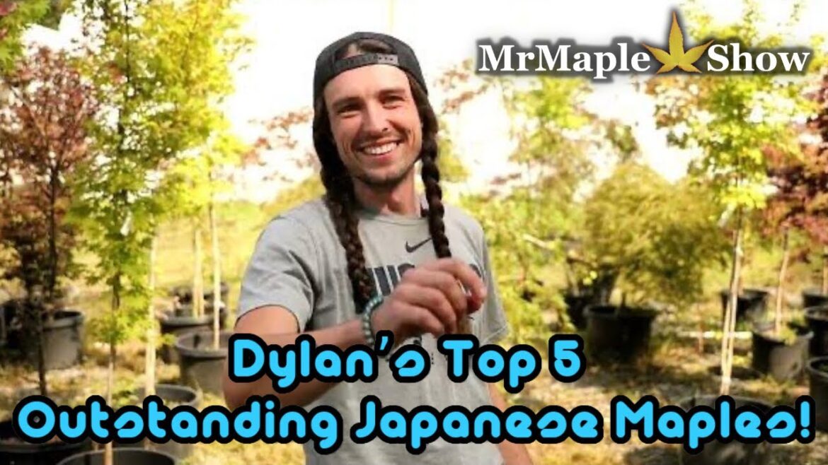 Dylan’s Top 5 Outstanding Japanese Maples!