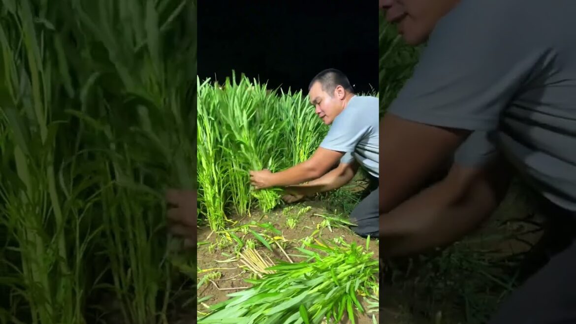 how to  gardening tips vlog at home/ happiness life #gardentips #short