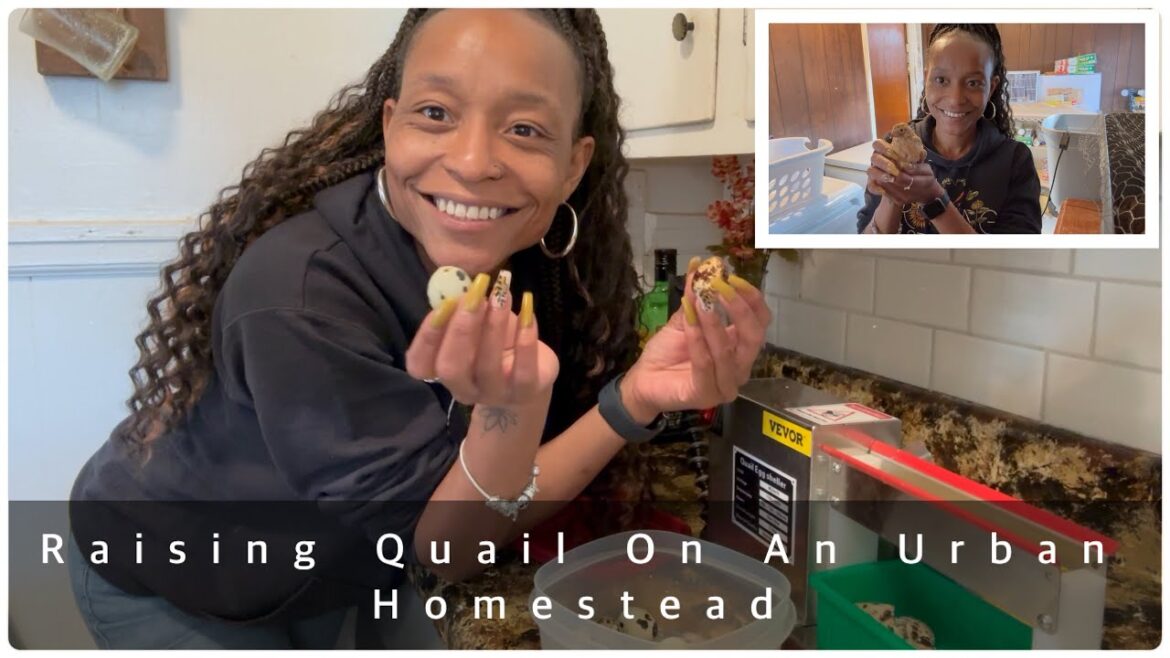 Urban Quail Raising | Egyptian Coturnix Breed | Indoor and Outdoor Setup | Vevor Quail Sheller Urban Quail Raising | Egyptian Coturnix Breed | Indoor and Outdoor Setup | Vevor Quail Sheller