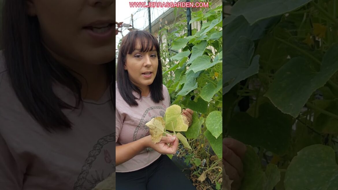 Defeating Cucumber Anthracnose: Tips for Diagnosis & Treatment  #gardening #garden #cucumber