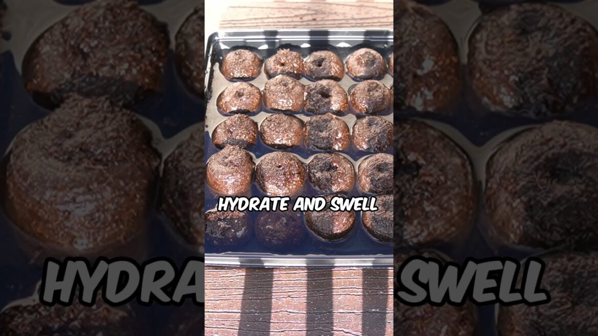 Peat Pellet Tomato Grow! Quick & Clean #Shorts