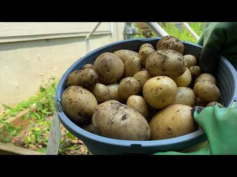 Ep. 28 – Creating a Backyard Food Forest in GA Zone 7b Ep. 28 - Creating a Backyard Food Forest in GA Zone 7b