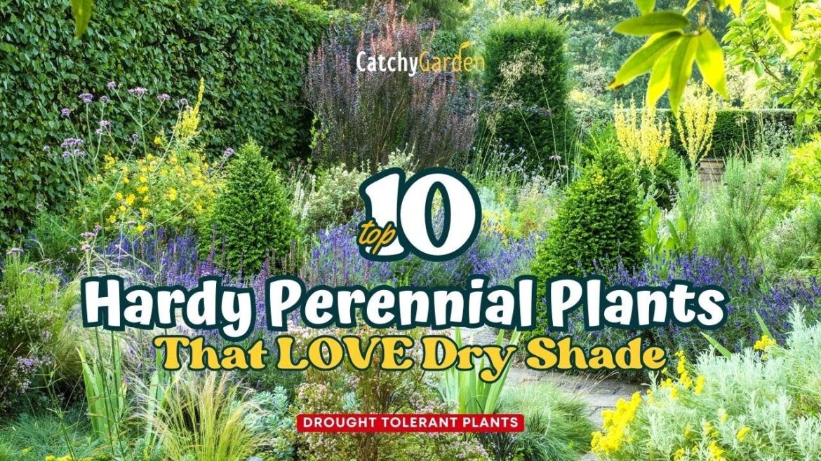 Top 10 Hardy Perennial Plants That LOVE Dry Shade 🍃🌸🌳 // Gardening Ideas