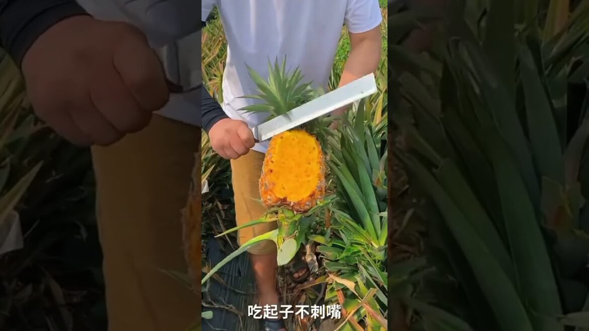 beautiful 😍 fruits🍍🍍/ Asia fruits/Chinese fruits #fruits #viral #shorts