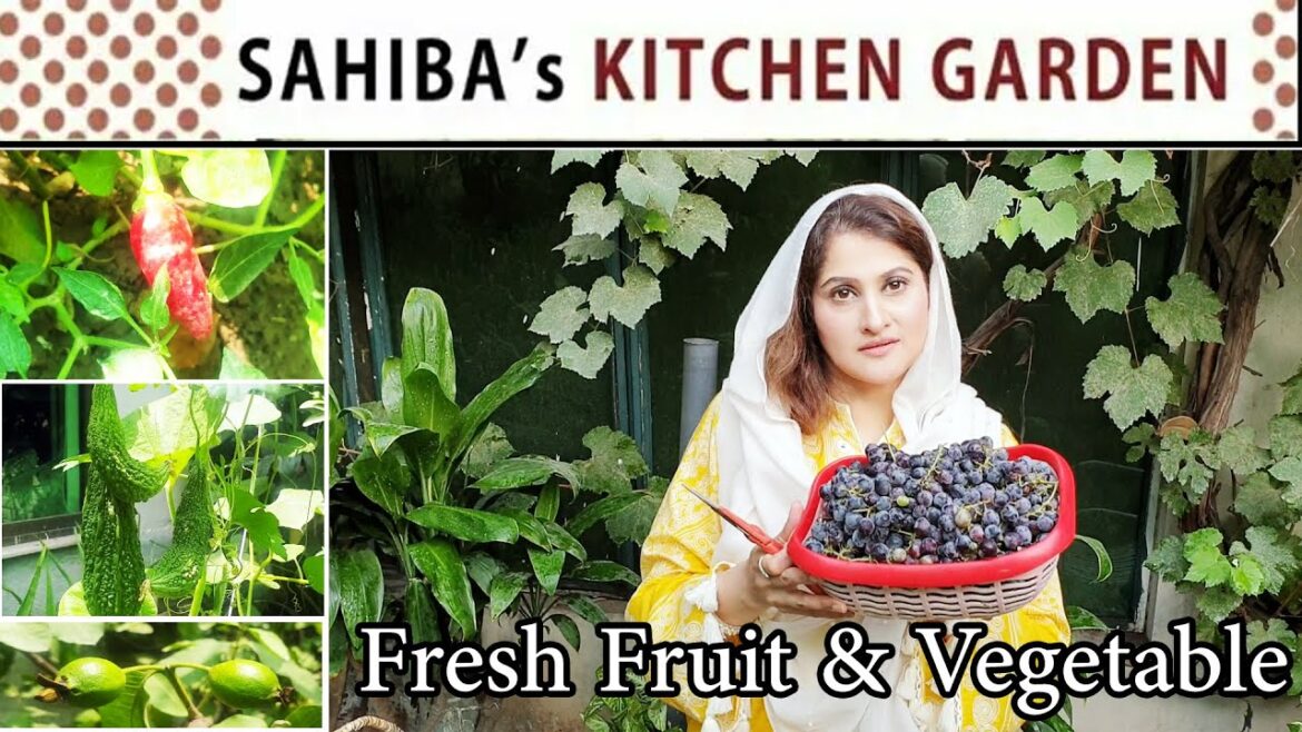 Sahiba  Kitchen Garden | Fresh Fruit & Vegetable | new velog | Lifestyle with Sahiba