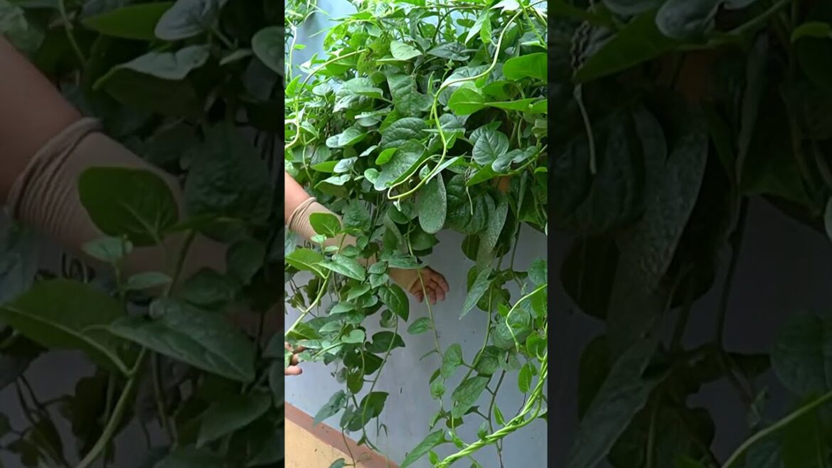 This Is The Easiest Vegetable To Grow In Summer, Cool, Delicious And Nutritious