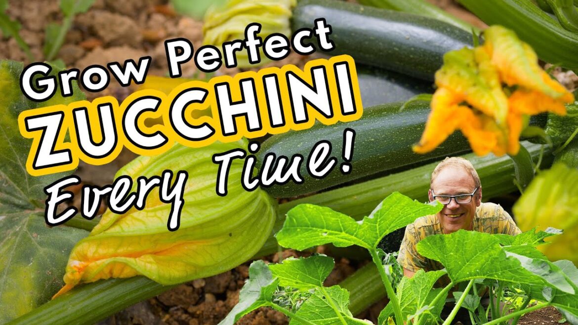 Grow Perfect Zucchini Every Time! π Grow Perfect Zucchini Every Time! π