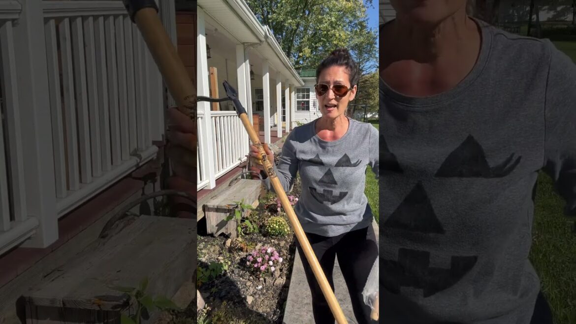 Back Saving Weed Puller! Every Gardener needs this tool from Grampa's Garden #grampas #garden #tools