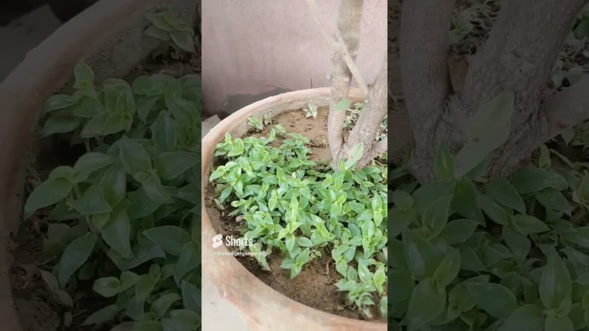 #massivegrowth of #turtlevine  #gardening #homeplants #containergardening #viral #aloe  #garden