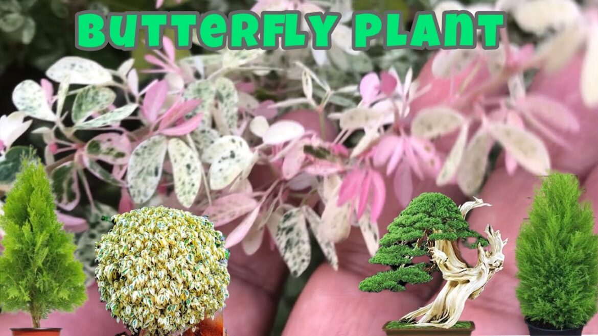 5 Beautiful Decorative Plants for your Garden | Grow Plants in Pots at Home 5 Beautiful Decorative Plants for your Garden | Grow Plants in Pots at Home