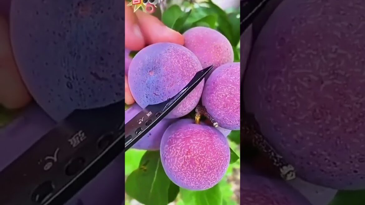 trending Chinese beautyfull π fruits ππ₯ππ #asianfruit #satisfying #fruits #viral #shorts trending Chinese beautyfull π fruits ππ₯ππ #asianfruit #satisfying #fruits #viral #shorts