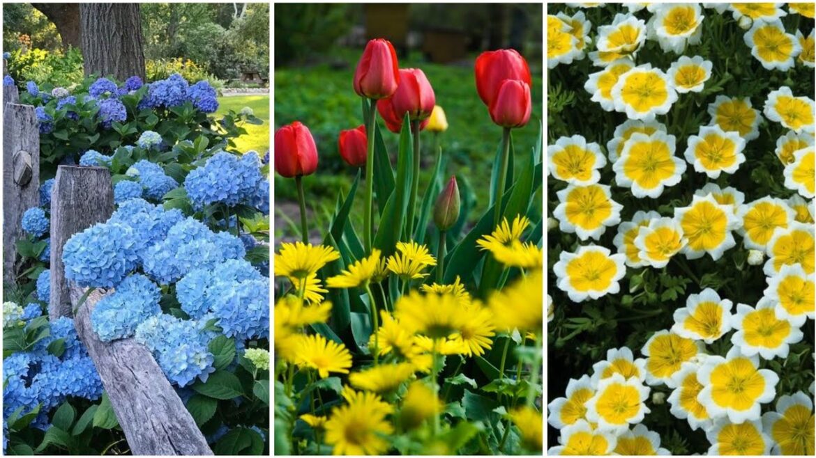 Top 20+ Beautiful Flowers Garden Decore Ideas || You will Love