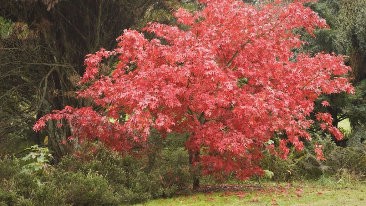 5 Great Trees for Small Spaces | Southern Living 5 Great Trees for Small Spaces | Southern Living