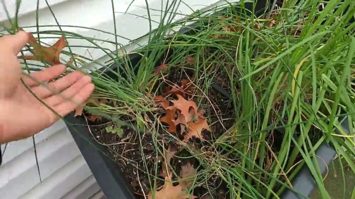 The Hampton Roads Gardener: Winter Vegetable Gardening