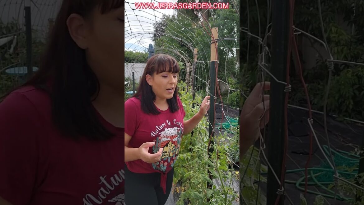 4 awesome ways to trellis heirloom tomatoes #garden #heirloomtomatoes #tomato #garden #gardeningtips