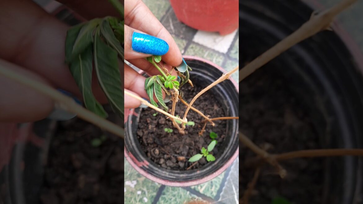 Mujhse Bahot Badi Galti Ho Gai Hai πππ #shorts #viral #trending #garden #plants Mujhse Bahot Badi Galti Ho Gai Hai πππ #shorts #viral #trending #garden #plants