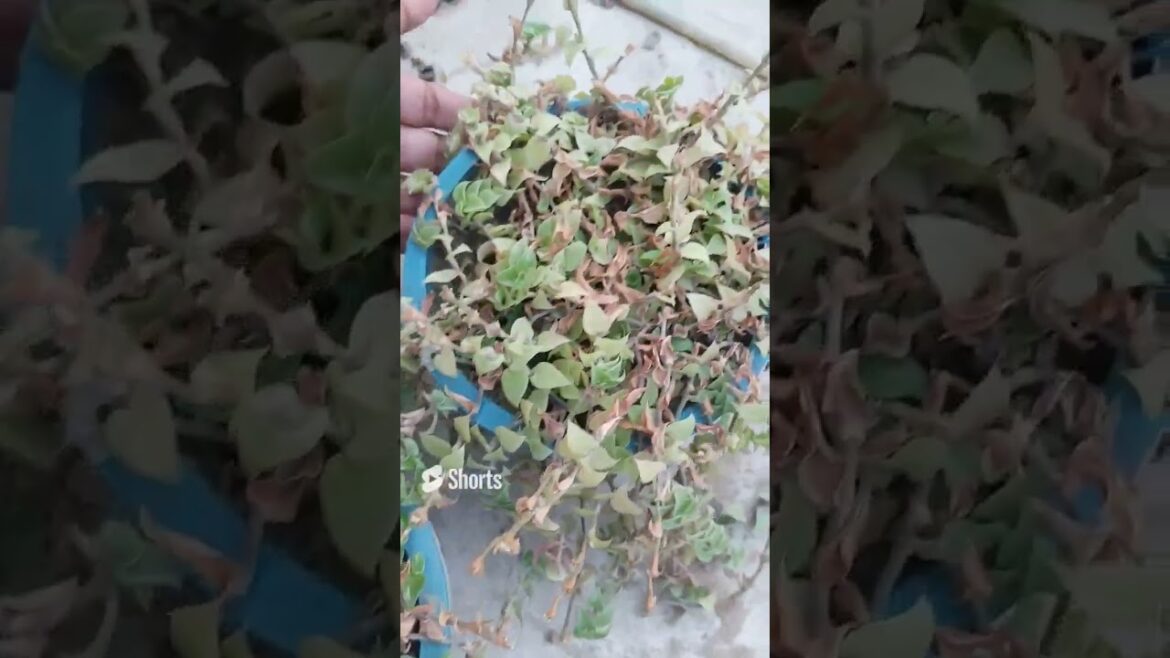 #turtlevine #growinginpot #rooftopgarden #homeplants #containergardening #viral #gardening #aloe