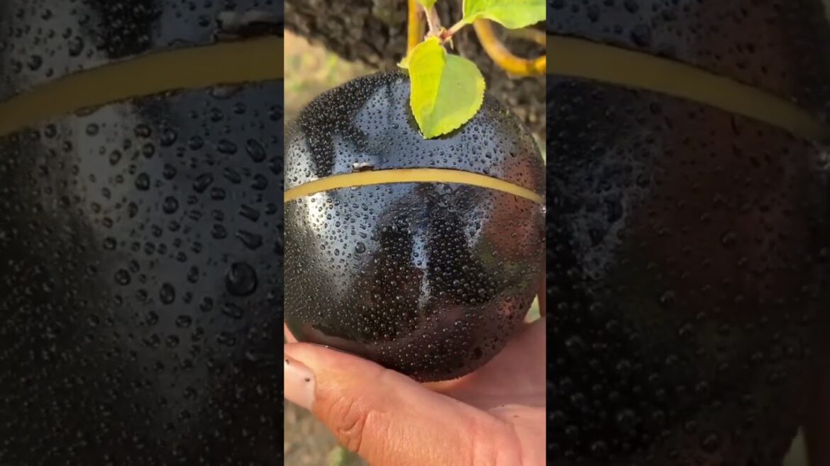 beautiful 😍 black apple 🍏🍎 #satisfying #fruits #viral #shorts