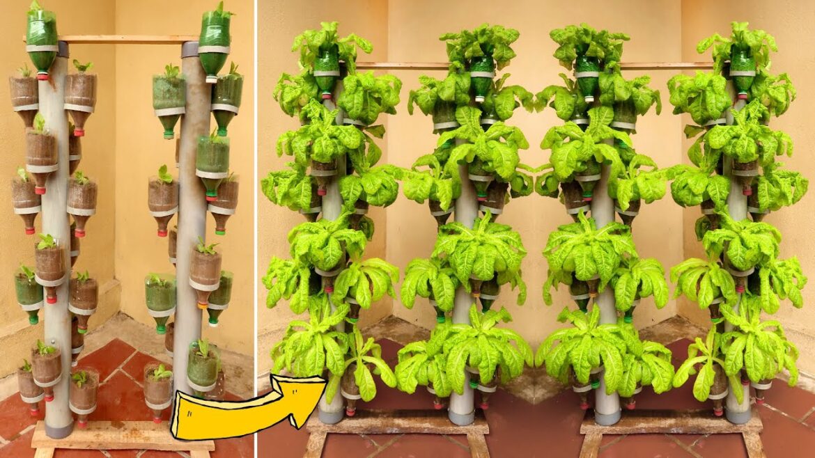 Brilliant Idea | Recycling Plastic Bottles into Vertical Vegetable Garden Brilliant Idea | Recycling Plastic Bottles into Vertical Vegetable Garden
