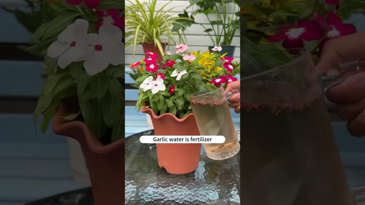 4 Types Of Flower Water That Worth 1000 Numbers Of Fertilizer! #soilhealth #gardenlife