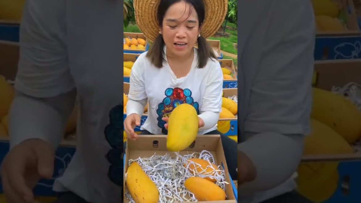 beautiful 😍 mango 🥭🥭 Chinese sweet fruits #mango #fruits #viral #shorts