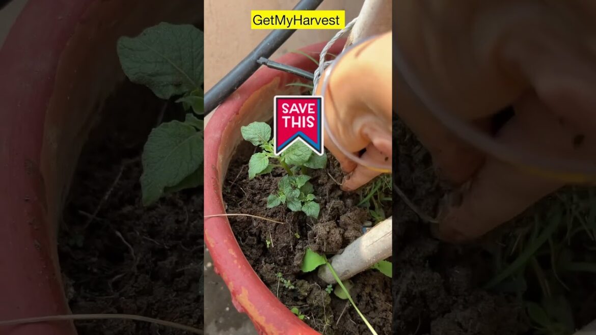 Aloo lagane ke liye special tips | Potato Growing tips #shortsfeed