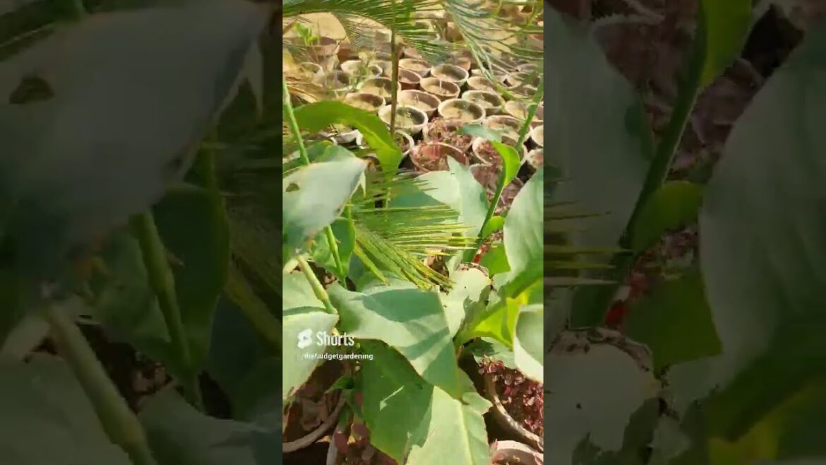 beautiful flowers ๐ ๐ #homeplants #gardening #containergardening #viral #garden #nurserytour #aloe beautiful flowers ๐ ๐ #homeplants #gardening #containergardening #viral #garden #nurserytour #aloe