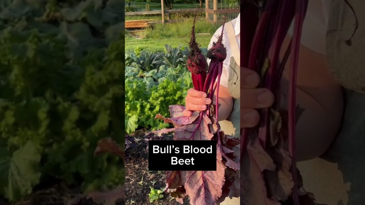All Of The Spooky Varieties Growing In Our Garden #halloween #vegetablegarden