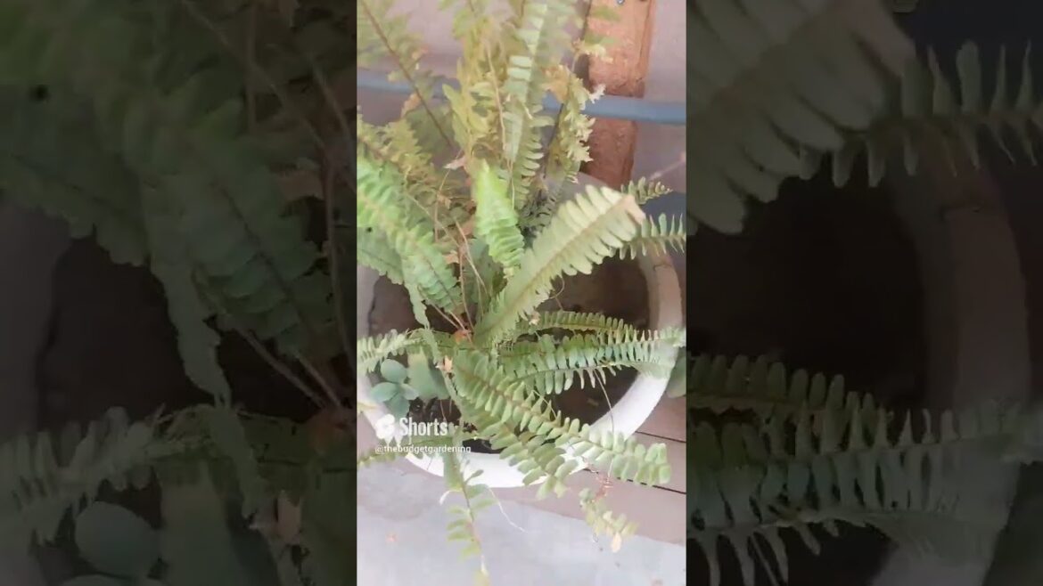 beautiful plant to grow in pot at #rooftopgarden #gardening #homeplants #containergardening #viral