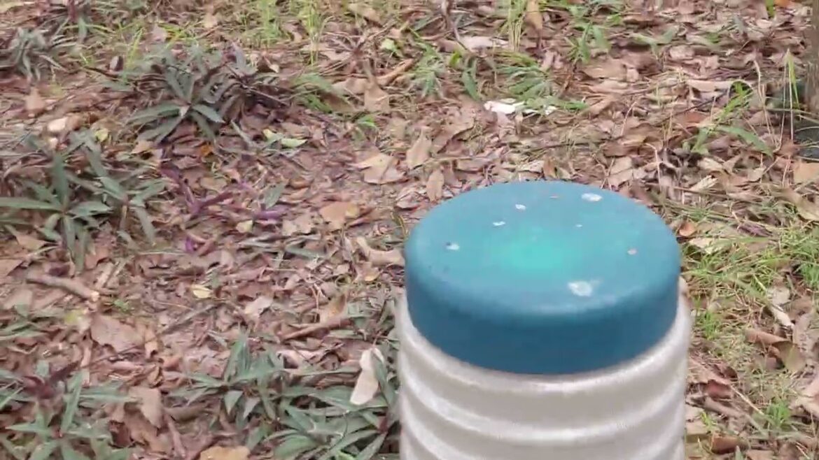 Gardening Gazette: Cultivating Natural Beauty