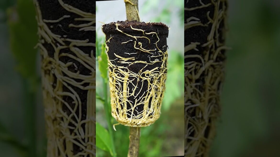 How to Grow Lemon Tree by Air Layering - Lemon tree propagation #gardening