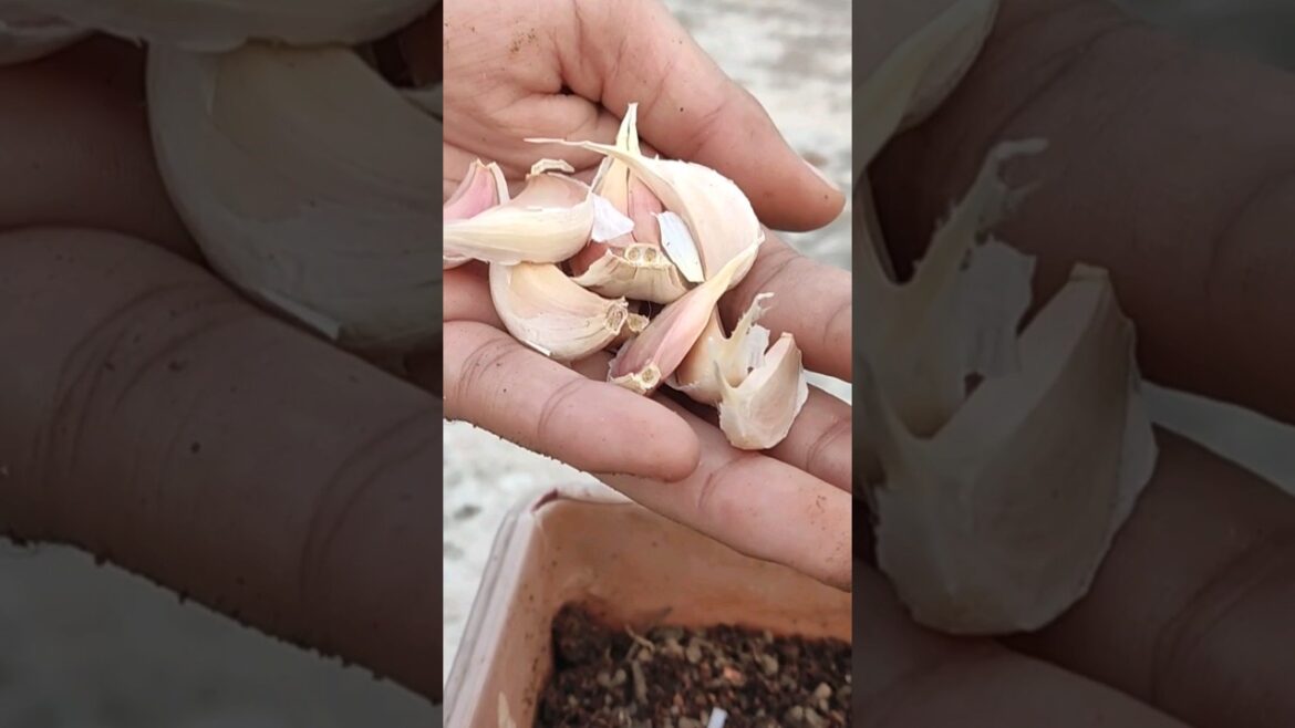 Grow garlic at home #ytshorts #gardendesign #gardentips #princygarden#homegardentips#ytshort #reels