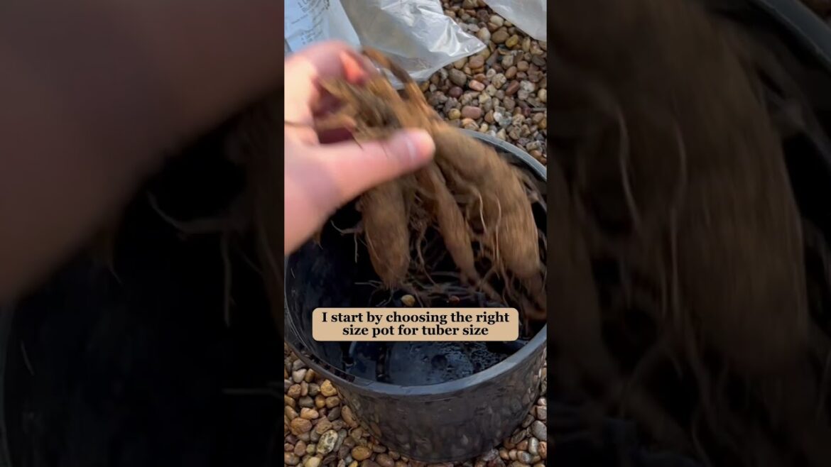 Potting up dahlia tubers | Diary of a Yorkshire Gardener Potting up dahlia tubers | Diary of a Yorkshire Gardener