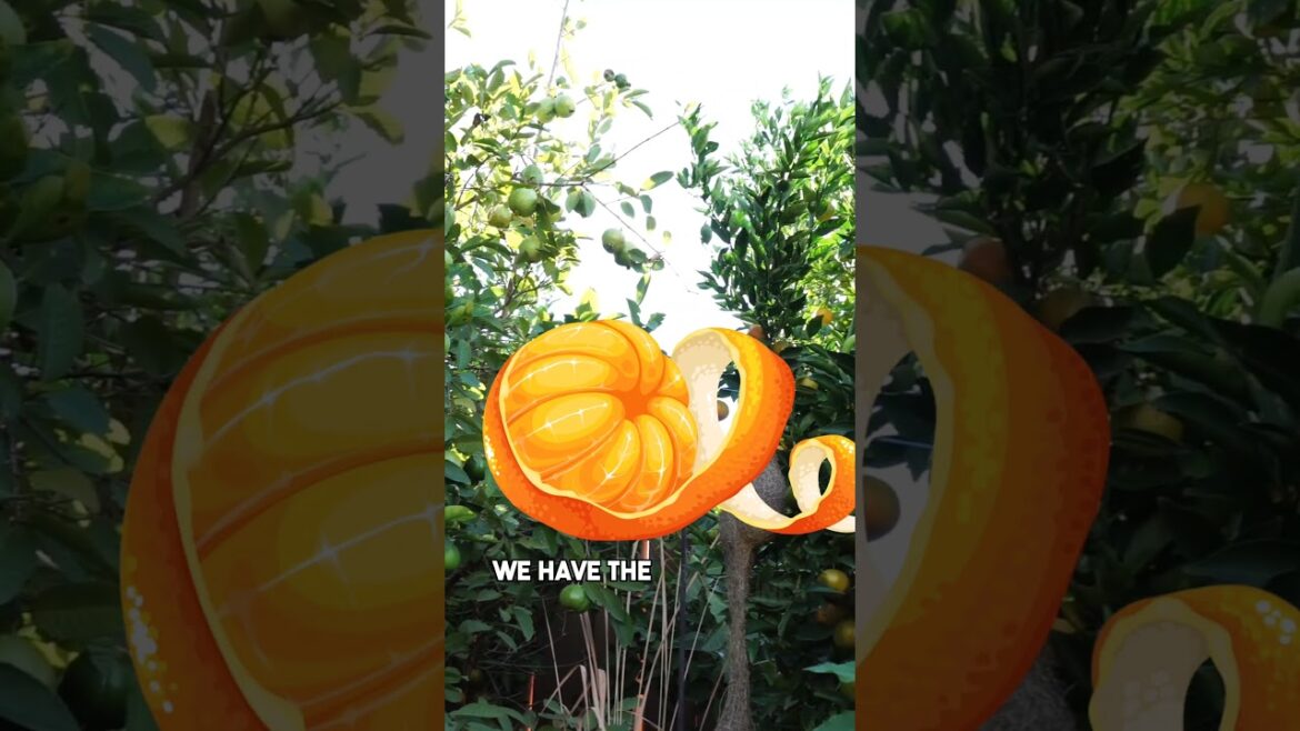 November Harvests - Part 1: Fresh Picks from My Garden!