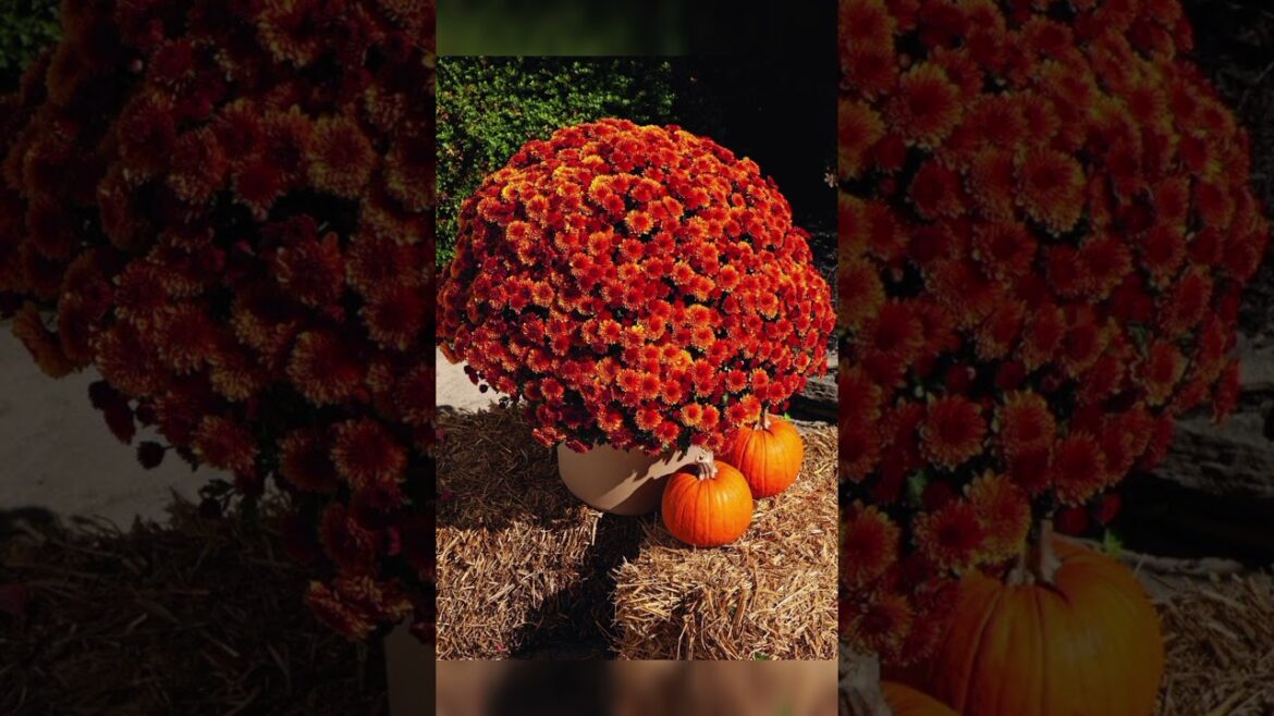 How to plan a fall garden #homedecor #fallgardenplanning How to plan a fall garden #homedecor #fallgardenplanning