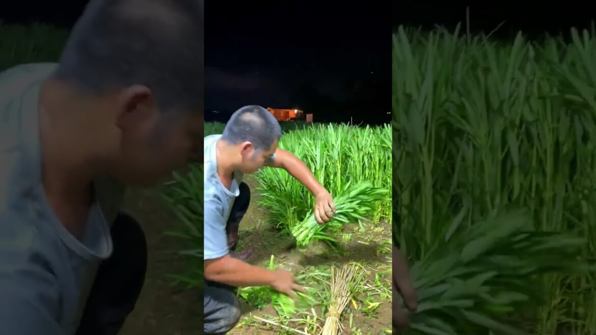 how to  gardening tips vlog at home/ happiness life #gardentips #short