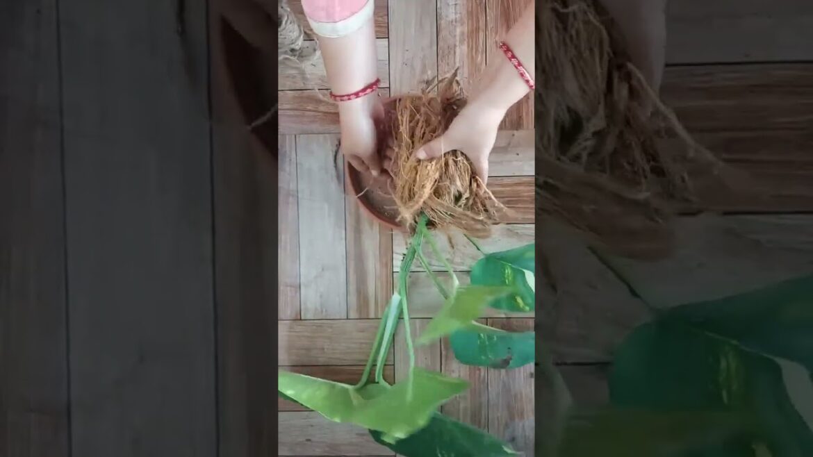How to make kokedama Big leaves money plans #amazing #art #viral #youtubeshorts# natural way How to make kokedama Big leaves money plans #amazing #art #viral #youtubeshorts# natural way