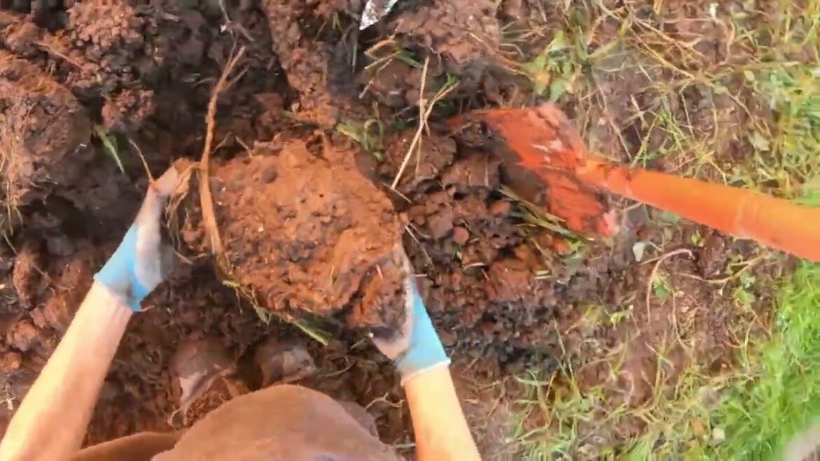 Winter vegetable gardening set up for the unprepared!