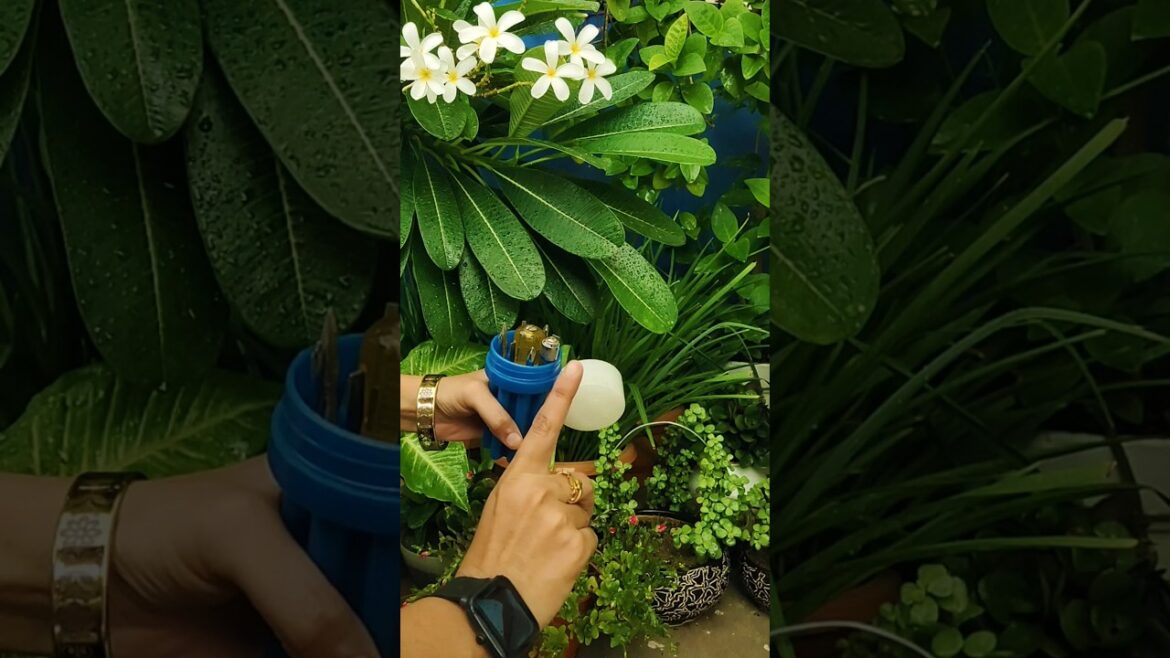 🌱 Gardening Tips For Beginners-6 🌿| नर्सरी से पौधे लाने के बाद ध्यान रखें ।🍃 #viral #shorts #nursery 🌱 Gardening Tips For Beginners-6 🌿| नर्सरी से पौधे लाने के बाद ध्यान रखें ।🍃 #viral #shorts #nursery