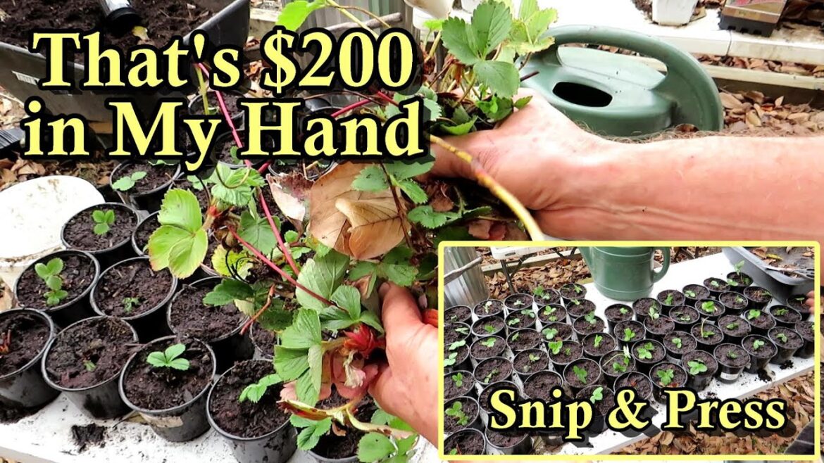 Easily Pot-Up Strawberry Runners in the Fall: Build Plant Sale Inventory with Strawberry Plants