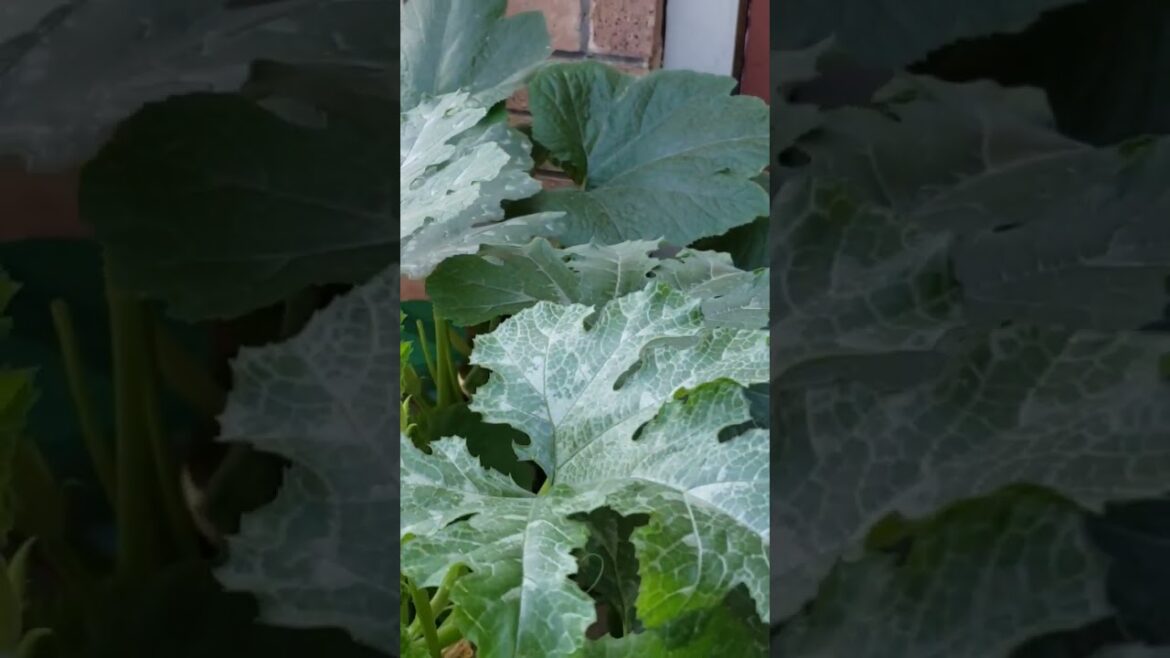 #container garden #soiltips #fypシ#growyourownfood